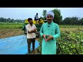 मूंगफली खेती की जानकारी groundnut peanut farming in india🥜 mungfali ki kheti