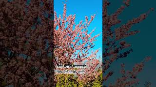 flowers ,पैयु को फुल पाहाड भरी ढकमक छन #shorts #ytshorts #flowers #butiful #jajarkot #youtubeshorts