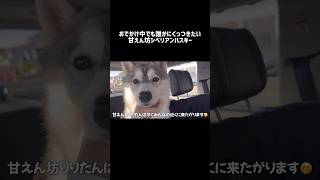 おでかけ中でも誰かにくっつきたい甘えん坊シベリアンハスキー #シベリアンハスキー #ハスキー #ハスキー犬