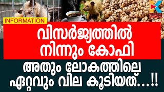 ലോകത്തിലെ ഏറ്റവും വിലയേറിയ കോഫി-കോപ്പി ലുവാക്|KOPPI LUVAK