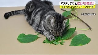 マタタビかむと蚊よけ効果増大　岩手大などの研究グループが解明＜岩手県＞ (22/06/15 18:45)