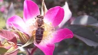 Rosa Glauca #teamoverthepond #oneminuteflower