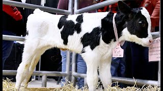 Baby Holstein cow calf at Pennsylvania Farm Show 2022