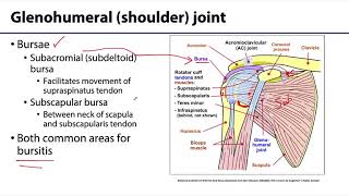 MSK Upper Limb - Joints of the Shoulder Region