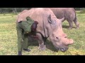 Rhinos - Their Last Chance