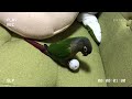 激しいボール遊び【ウロコインコのみみちゃん】