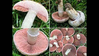 PILZE 2018: Wiesenchampignon, Gartenchampignon, Wiesenegerling, Feldchampignon, Agaricus campestris