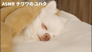 【ASMR】結構～癒されるおならみたいな可愛い犬のいびきｗ