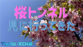 No149 海軍道路 桜は・・・