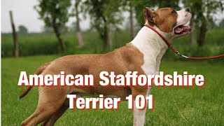 American Staffordshire Terrier breed