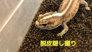 【ニシアフリカトカゲモドキ】脱皮の始終を撮影できました！