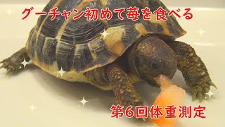 【Hermann Tortoise】Goo-chan eats for the first time 🍓 \u00266th weight measurement