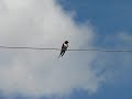 Ластівка щебече на дроті a swallow hirundo rustica chirps on the wire