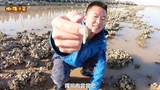 Erdan Went to the Beach to Batch Oysters, Oysters are Too Delicious