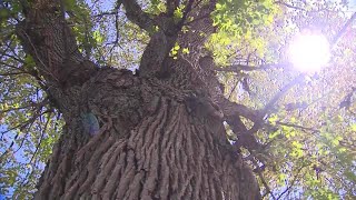 Boston, environmental partners planting thousands of trees across city