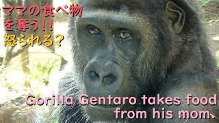 Gorilla Gentaro takes food away from his mom, who loves to eat.What was Genki's reaction to that?