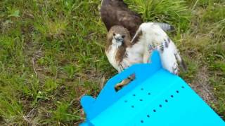 Epic Crow Hawk Battle Part 1