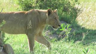 Lions in Nkasa Rupara Park