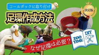 ★【超簡単・便利ＤＩＹ】鳥類の足環の作り方、役割＆コールダックに取り付けます！@ZOOTIMEch