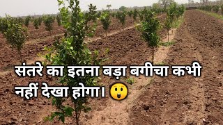 संतरे का इतना बड़ा बगीचा। 🍊🍊 संतरे की खेती। orange farming !