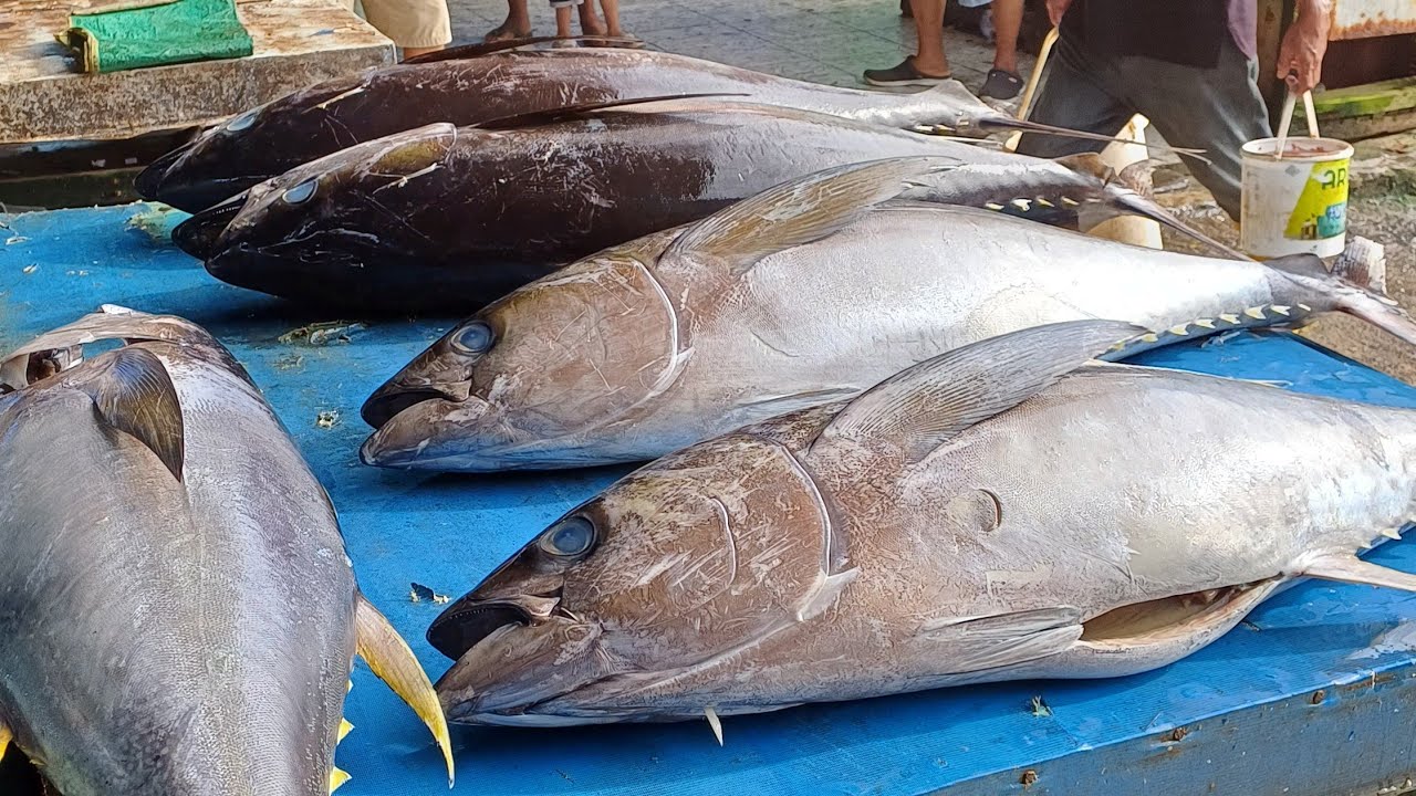 Live 8 Sept 24 Cutting Yellowfin Tuna By Skilled Hands At Sorong Fish