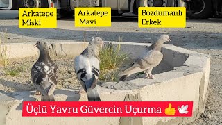 YAVRULAR UÇUMDA YENİ EFSANELER GELİYOR - Gruplara ayırıp yavru güvercin uçurma - Oyunkuşu