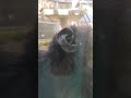 終夏風🌰③チンパンジー・ギンくん▼chimpanzee・・・沖縄こどもの国・okinawa zoo u0026 museum 20211001