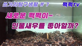 [쩍쩍TV] 쏘가리탐구생활 #7 VS 민물새우 \u0026 붕어