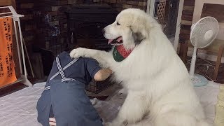 あの〜触らないでほしいんですけど...控えめに抗議をするアランです　Great Pyrenees　グレートピレニーズ