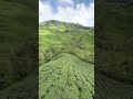 金马伦茶园🌱 宝乐茶 boh tea plantation cameron highlands malaysia 打卡景点 tourist attraction