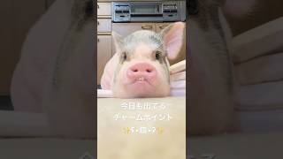 今日も出てるしらたまちゃんのチャームポイントʕ•皿•ʔ♡ #マイクロブタ #ミニブタ #歯 #micropig #minipig #teeth