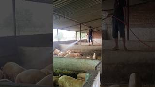 Pig farm work time।Pig farming in Rajasthani village ।Pig farm management । #pig