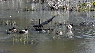 Gadwalls and Wood Ducks at Jonas Green Park.