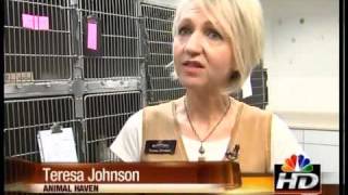 Animal Haven needs homes for animals
