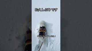 【ビションフリーゼ一歳】久しぶりの投稿！！雪が大好きです！！#ビションフリーゼ #dog #こいぬ