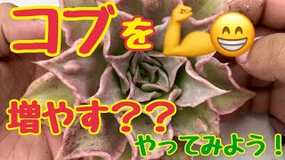 💪😁こぶ苗を❗️増やす⁉️やってみよう👍【多肉植物】【ガーデニング】2023年7月13日