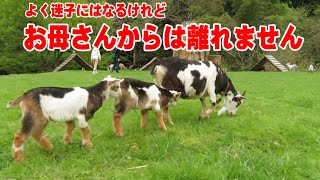 お母さんについて歩く子ヤギたち 2022年4月24日 Goat Farm 手作りヤギ牧場 吉がけ牧場