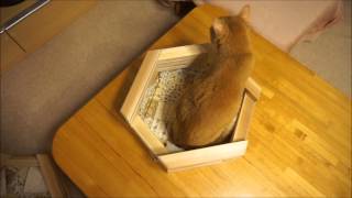 高齢猫と猫ホイホイ３D（猫転送装置）