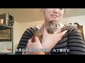 豹子狩猎仙鹤，一口将其锁喉，不料下一秒尴尬了