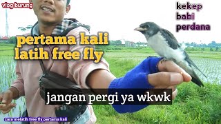 cara melatih burung free fly pertama kali burung kekep babi perdana