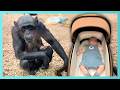 Chimpanzee And Human Moms Bond Over Their Babies At UK Zoo