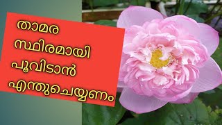 താമര യിൽ സ്ഥിരമായി പൂക്കൾ ഉണ്ടാവും/simple tip