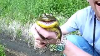 33 screaming frogs reverse