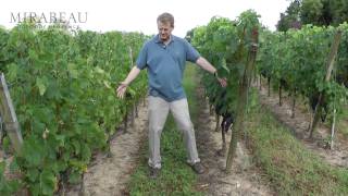 A few aspects of vineyard management