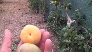 Master Gardeners Tree Fruit Orchard - Growing Fruits and Vegetables in Las Vegas