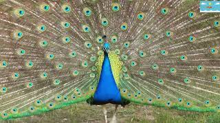 The beauty of Peacock