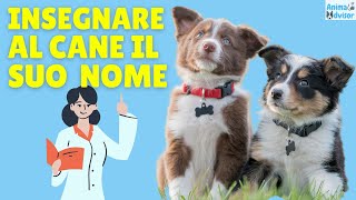 Come Insegnare al Cane il suo Nome: Metodo Rapido ed Efficace