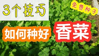 3个技巧种好香菜/芫荽/芫茜, 适宜温度/种子如何处理, 身边的种子15 How to grow cilantro from seeds (Eng Subtitle)