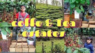 Chikmagalur trip || Coffee \u0026 Tea estates in Balehonnur, karnataka || types of coffee seeds || tour