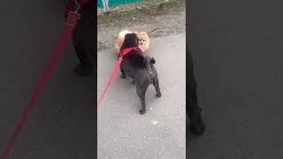 Sharpei meets 🐕‍🦺 Spitz in the Park 🐶 Шарпей повстречал Шпица в парке 🎡